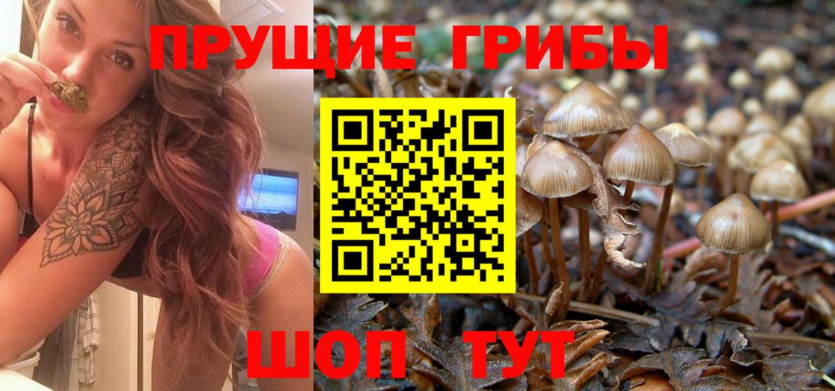Галлюциногенные грибы Psilocybine cubensis Озёрск